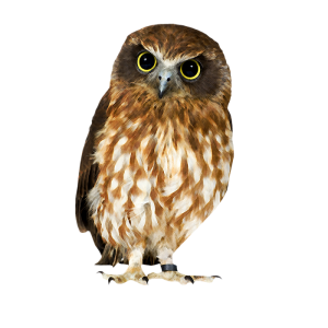 Owl PNG-26757